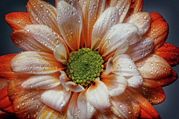 Daisy Art Print featuring the photograph Orange Daisy With Raindrops by Judy Vincent