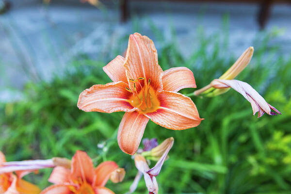 Flower Art Print featuring the photograph Orange Daylily by D K Wall