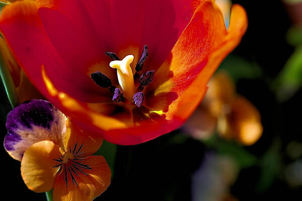 Tulip Art Print featuring the photograph Orange Delight by Don Wright