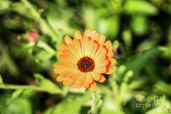 Orange Art Print featuring the photograph Orange Flower by Kevin Gladwell