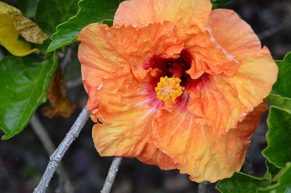 Flower Art Print featuring the photograph Orange Hibiscus with Ruffled Petals by Amy Fose