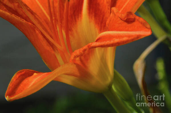 Orange Art Print featuring the photograph Orange Lily by Robyn King