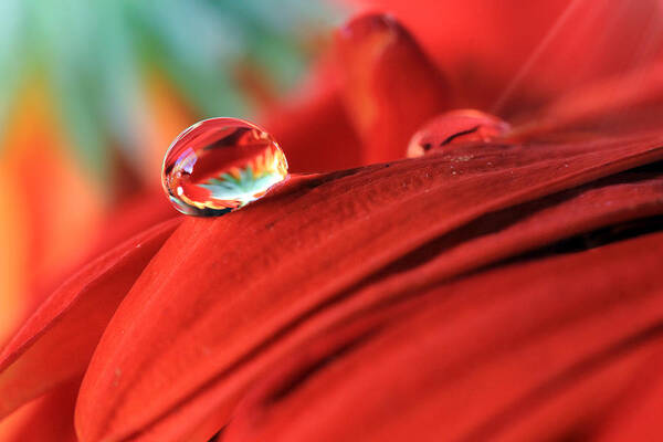 Macro Art Print featuring the photograph Orange Petals and Water Drops by Angela Murdock