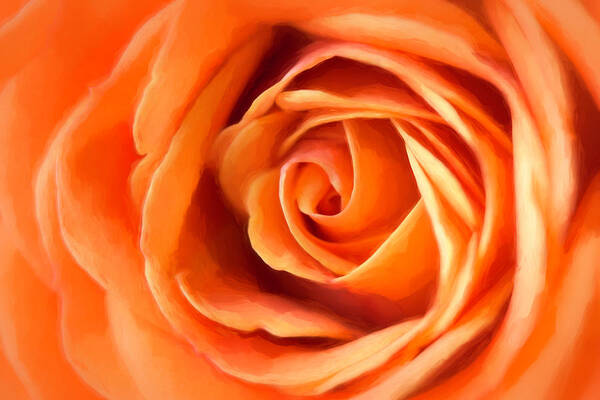 Rose Art Print featuring the photograph Orange Rose by Cindi Ressler