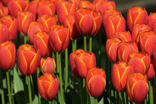 Orange Tulips With Yellow Trim Art Print featuring the photograph Orange Tulips with Yellow Trim by Tom Cochran