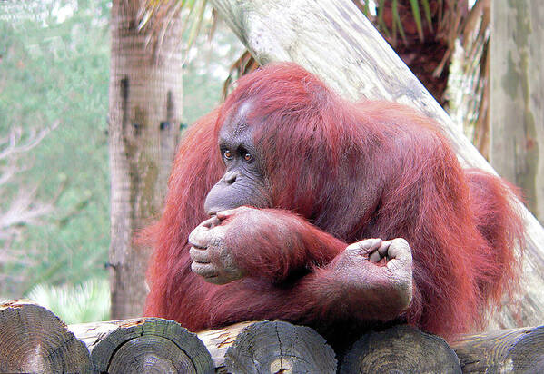 Orangutang Art Print featuring the photograph Orangutang Contemplating by Rosalie Scanlon