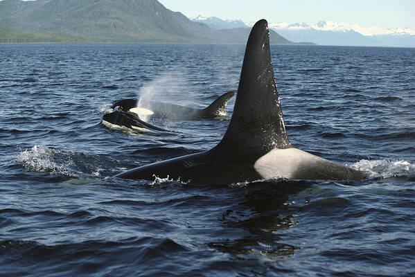 00079588 Art Print featuring the photograph Orca Pod Surfacing Johnstone Strait by Flip Nicklin