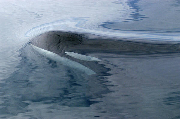 00999074 Art Print featuring the photograph Orca Surfacing Southeast Alaska by Flip Nicklin