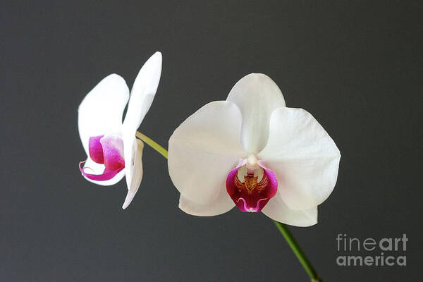 Orchid Art Print featuring the photograph Orchid Blooms by Laurel Best