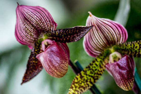Orchid Art Print featuring the photograph Orchid Duo by Susie Weaver
