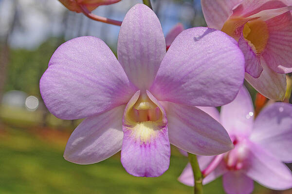 Orchid Art Print featuring the photograph Orchid Flower by Kenneth Albin