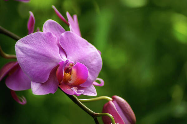 Orchid Art Print featuring the photograph Orchid by Holly Ross