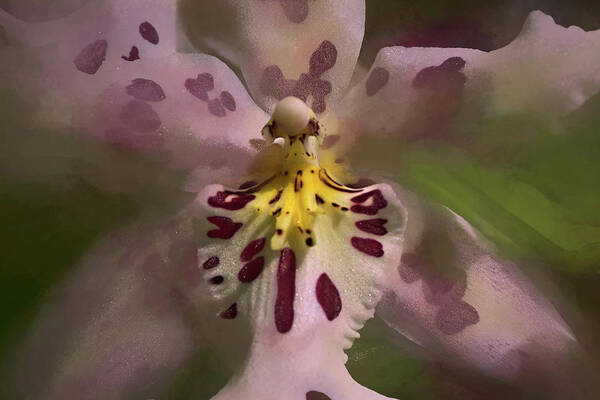 Selby Macro Art Print featuring the photograph Orchid Mysterious by Richard Goldman