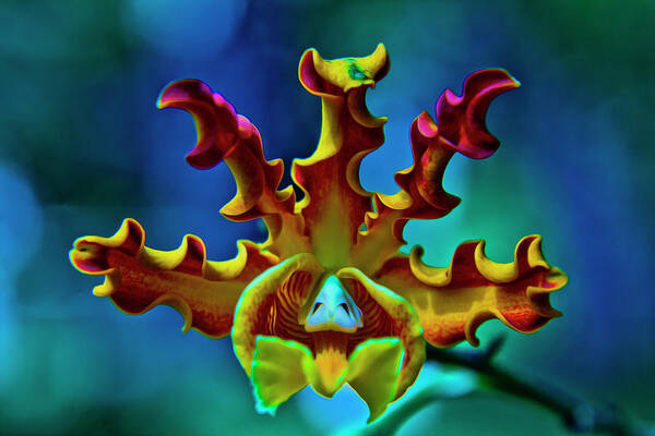 Orchid Art Print featuring the photograph Orchid by Stuart Manning
