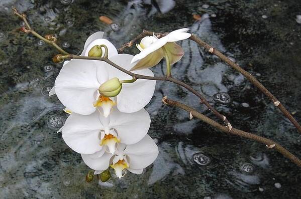 White Orchids Art Print featuring the photograph Orchids and Water by Linda Benoit