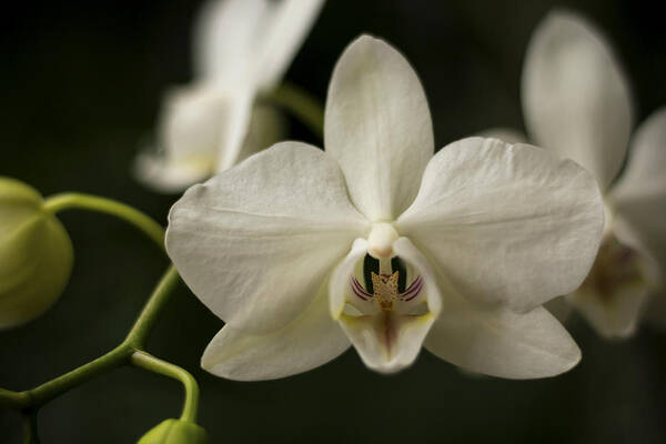 Orchid Art Print featuring the photograph Orchids by Holly Ross