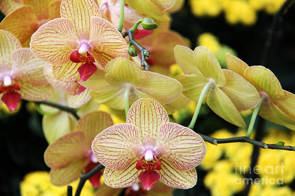 Plant Art Print featuring the photograph Orchids by Jody Frankel 