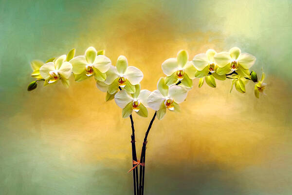 Background Art Print featuring the photograph Delicate Orchids by Maria Coulson