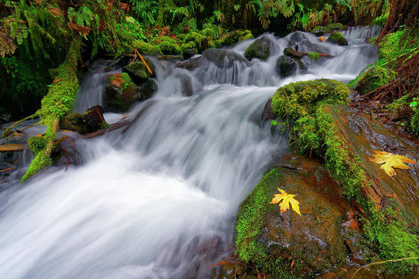 Columbia River Gorge Art Print featuring the photograph Oregon Cascade by Jonathan Davison