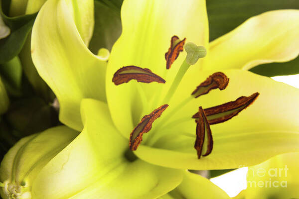 Alive Art Print featuring the photograph Oriental Lily Flower by Raul Rodriguez