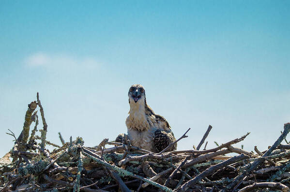 20160625 Art Print featuring the photograph Osprey Chick Smiles for the Camera by Jeff at JSJ Photography