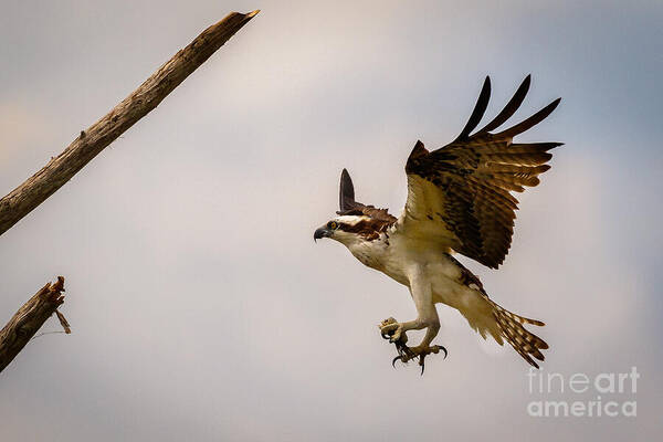 Osprey Art Print featuring the photograph Osprey Landing by Les Greenwood