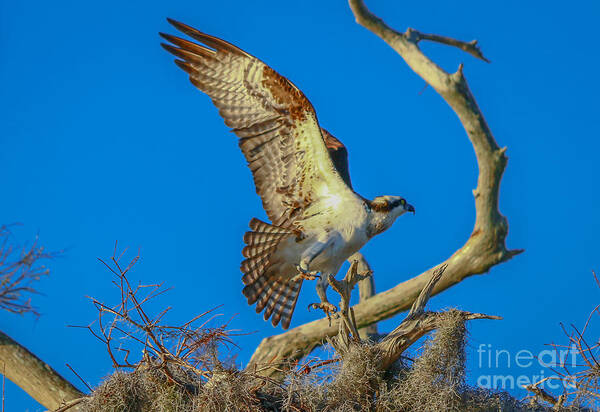 Osprey Art Print featuring the photograph Osprey Landing on Branch by Tom Claud