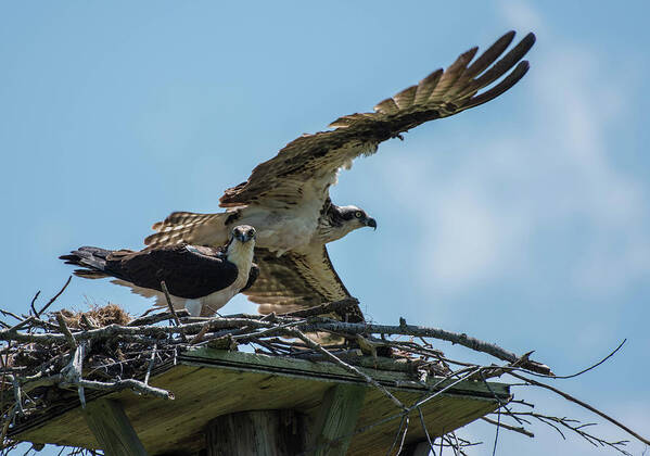 Bird Art Print featuring the photograph Osprey Pair by Jody Partin