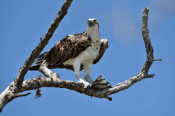 Osprey Art Print featuring the photograph Osprey Perched with a Fish by Artful Imagery