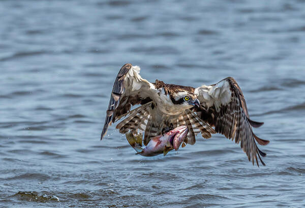Animal Art Print featuring the photograph Osprey with Catch 9108 by Donald Brown