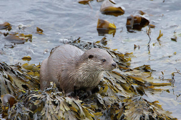 Otter Art Print featuring the photograph Otter On Seaweed by Pete Walkden