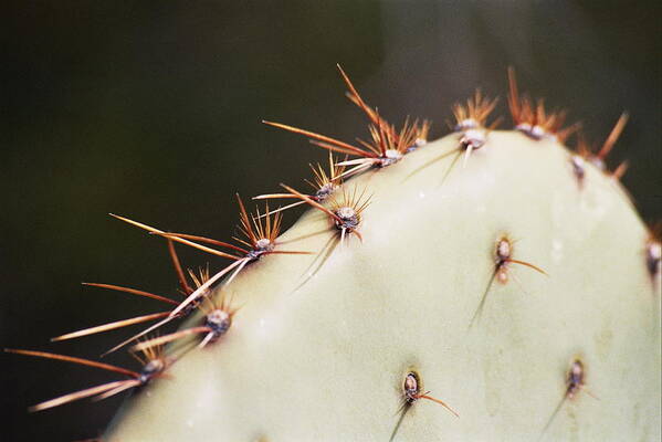 Cactus Art Print featuring the photograph Ouch by Lucia Vicari
