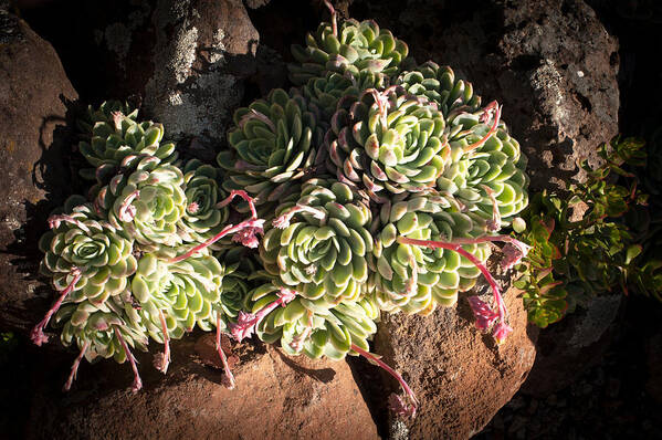 Succulents Art Print featuring the photograph Out Door Succulents by Catherine Lau