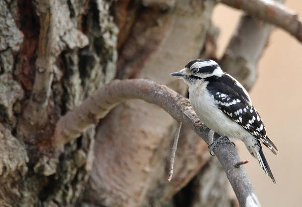 Hairy Woodpecker Art Print featuring the photograph Out On A Limb by Living Color Photography Lorraine Lynch