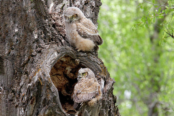 Owls Art Print featuring the photograph Owlets by Ronnie And Frances Howard