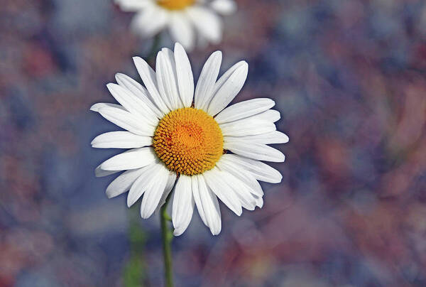 Daisy Art Print featuring the photograph Oxeye Daisy by Debbie Oppermann