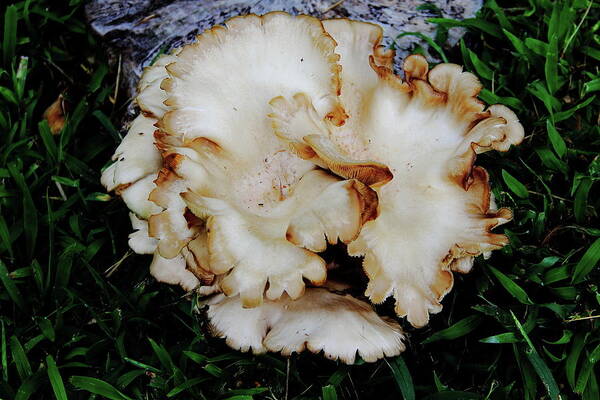  Oyster Mushroom Art Print featuring the photograph Oyster Mushroom by Allen Nice-Webb