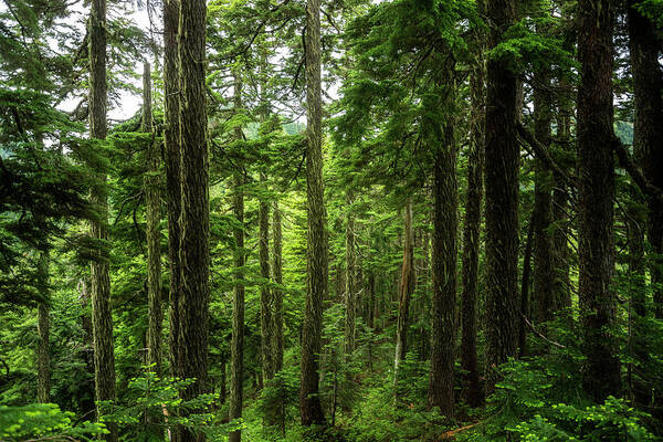 Scenic Art Print featuring the photograph Pacific Northwest Forest by Pelo Blanco Photo