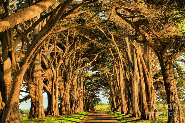 Cypress Tunnel Art Print featuring the photograph Pacific Coast Cypress Tunnel by Adam Jewell