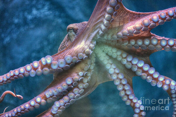 The Giant Pacific Octopus Art Print featuring the photograph Giant Pacific Octopus by David Zanzinger