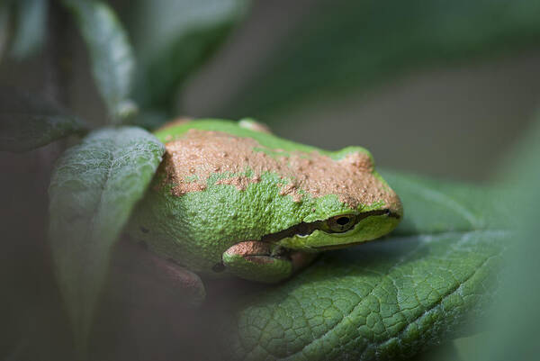 Frog Art Print featuring the photograph Pacific Treefrog Siesta by Robert Potts