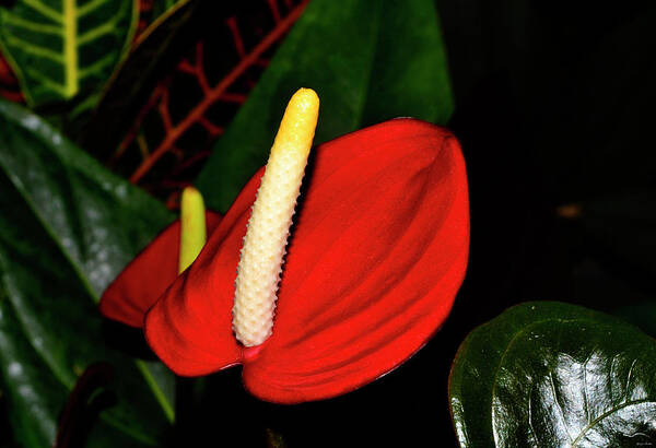 Pacora Anthurium Art Print featuring the photograph Pacora Anthurium Plant - Red Hot 001 by George Bostian