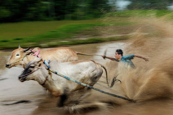 Animal Art Print featuring the photograph Pacu Jawi Bull Race festival by Pradeep Raja Prints
