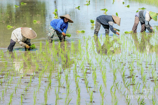 Rice Art Print featuring the photograph Paddy Field 1 by Werner Padarin