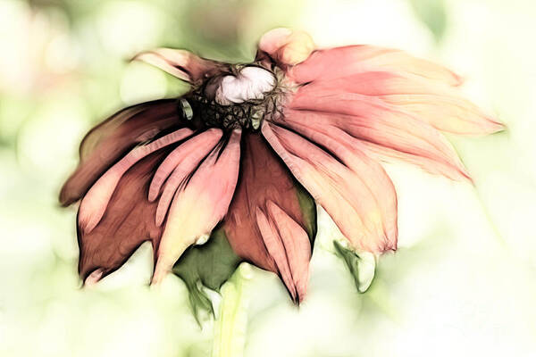 Flower Art Print featuring the digital art Painted Daisy by Teresa Zieba