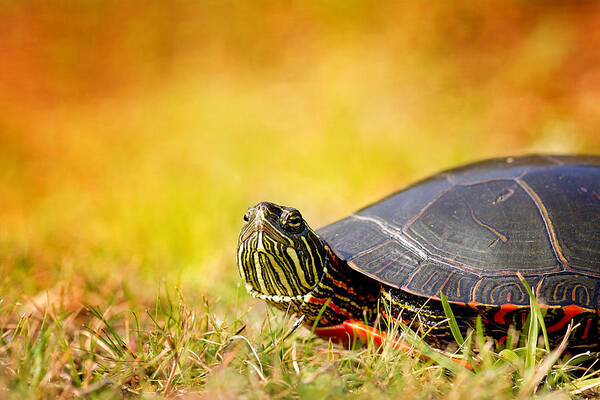 Painted Turtle Photo Art Print featuring the photograph Painted Turtle Print by Gwen Gibson