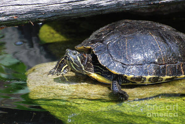 Painted-turtle Art Print featuring the photograph Painted Turtle Sitting on a Rock in the Wild by DejaVu Designs