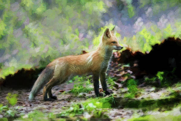 Red Fox Art Print featuring the photograph Paintography Red fox standing straight by Dan Friend
