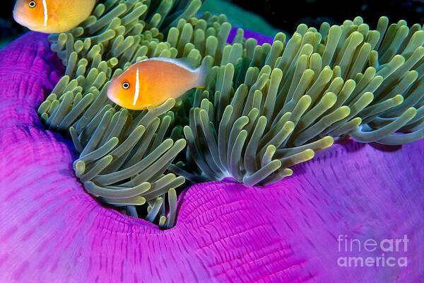 Amphiprion Art Print featuring the photograph Palau, Anemone Fish by Ed Robinson - Printscapes