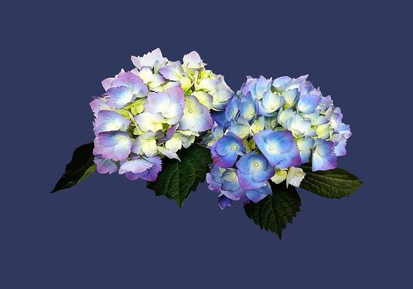 Hydrangea Art Print featuring the photograph Pale Pink and Blue Hydrangea by Susan Savad